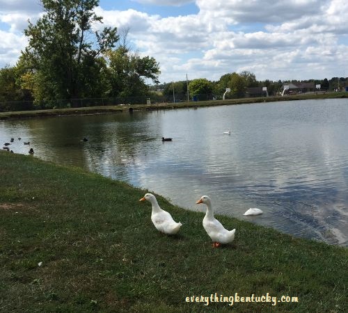 Anderson County Community Park10
